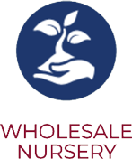 Wholesale Nursery